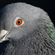 Illustration for article titled An Experiment To Make Pigeons Into Art Critics Doesn't Go Far Enough
